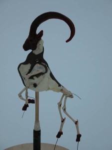 IbexSmSkeleton_450x600