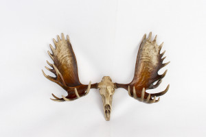 moose horn bronze, moose skull & horn, moose bronze, moose