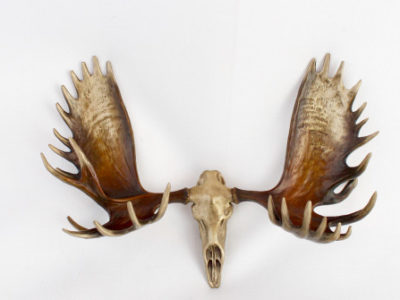 moose antler bronze, moose antler, moose sculpture